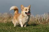 CORGI PEMBROKE 1116